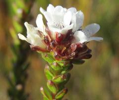 Euchaetis elata
