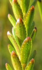 Euchaetis elata