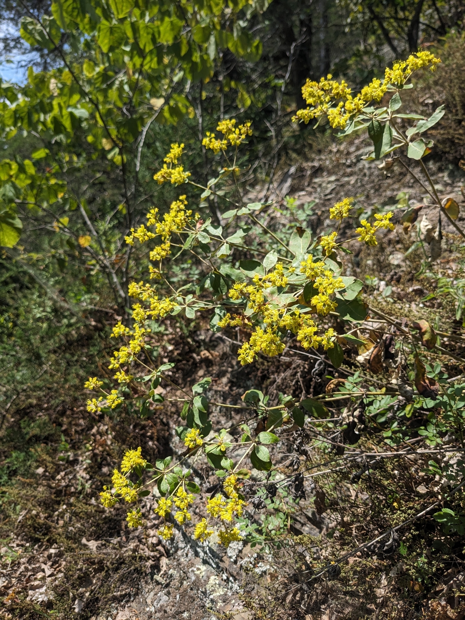 Eriogonum allenii