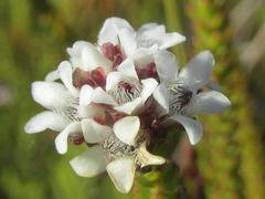 Euchaetis elata