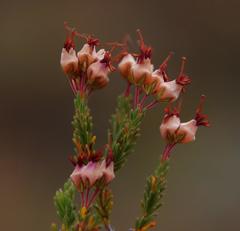 Erica umbellata