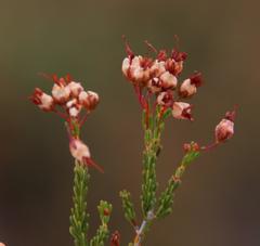 Erica umbellata