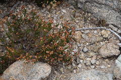 Erica umbellata