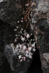 Sedum brevifolium