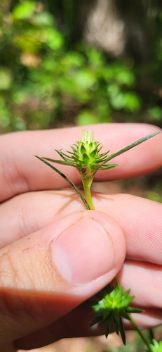 Image of Eurybia hemispherica by (c) Jeff Wilson, some rights reserved (CC BY)