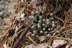 Sedum brevifolium