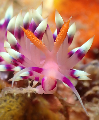 Desirable Flabellina