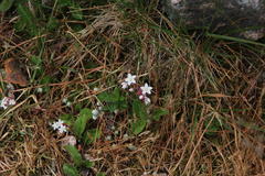 Sedum brevifolium