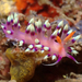 Desirable Flabellina - Photo (c) Robin Gwen Agarwal, some rights reserved (CC BY-NC), uploaded by Robin Gwen Agarwal