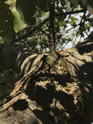 iNaturalist observation photo of Western Fence Lizard