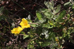 Cistus lasianthus