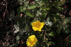 Cistus lasianthus