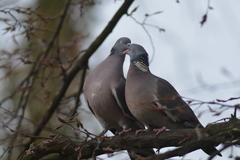 Columba palumbus