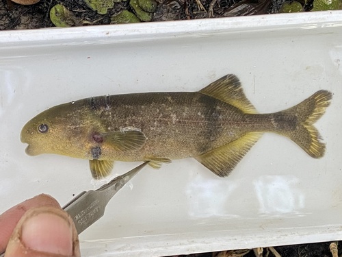Ansorge's stonebasher (Hippopotamyrus ansorgii) — Mormyridae