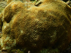 Hydnophora microconos