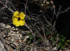 Tuberaria globulariifolia