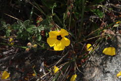 Tuberaria globulariifolia