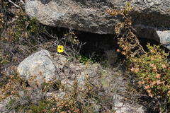 Tuberaria globulariifolia