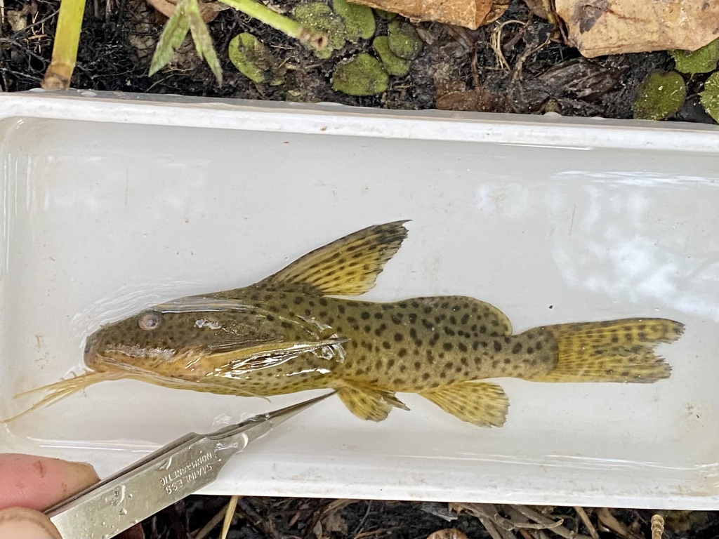 Blackspotted squeaker (Synodontis nigromaculatus) — Mochokidae