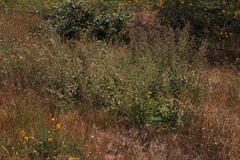 Echium lusitanicum