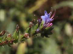 Echium lusitanicum