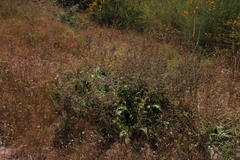 Echium lusitanicum