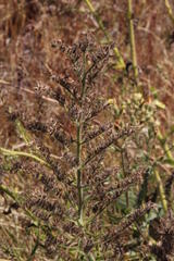 Echium lusitanicum