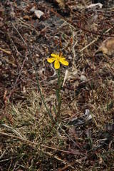 Hypericum linariifolium