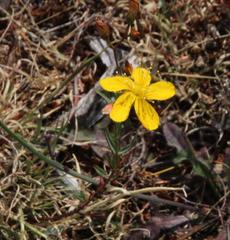 Hypericum linariifolium
