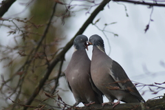 Columba palumbus