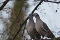 Columba palumbus