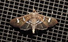 Desmia deploralis