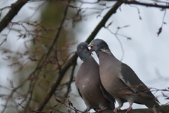 Columba palumbus