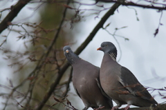 Columba palumbus