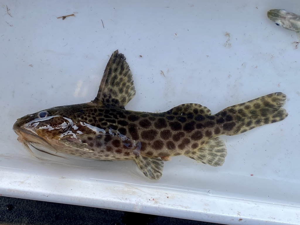 Largespot Squeaker