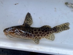 Largespot Squeaker photo 1