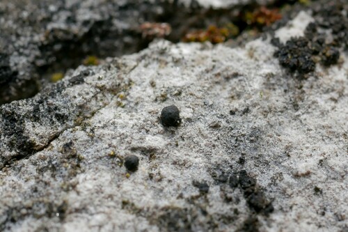 Sarcopyrenia
