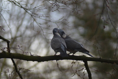 Columba palumbus