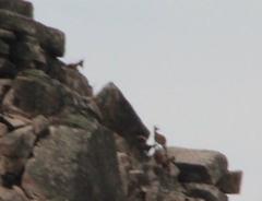 Capra pyrenaica victoriae