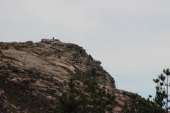 Capra pyrenaica victoriae