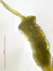 Pterygoneurum ovatum