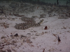 Myrichthys colubrinus