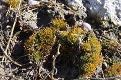 Pterygoneurum ovatum