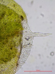 Pterygoneurum ovatum