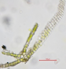 Pterygoneurum ovatum