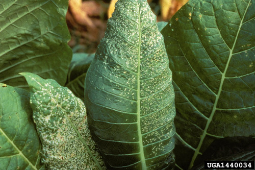 tobacco mosaic virus symptoms in humans Tobacco mosaic virus · iNaturalist