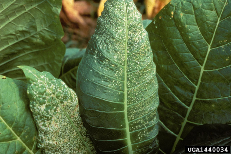 tobacco mosaic virus nhs Tobacco mosaic virus · iNaturalist