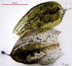 Pterygoneurum ovatum
