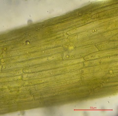 Pterygoneurum ovatum