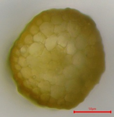 Pterygoneurum ovatum